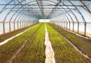 FertilizanÈ›i 100% organici care se bat cu seceta